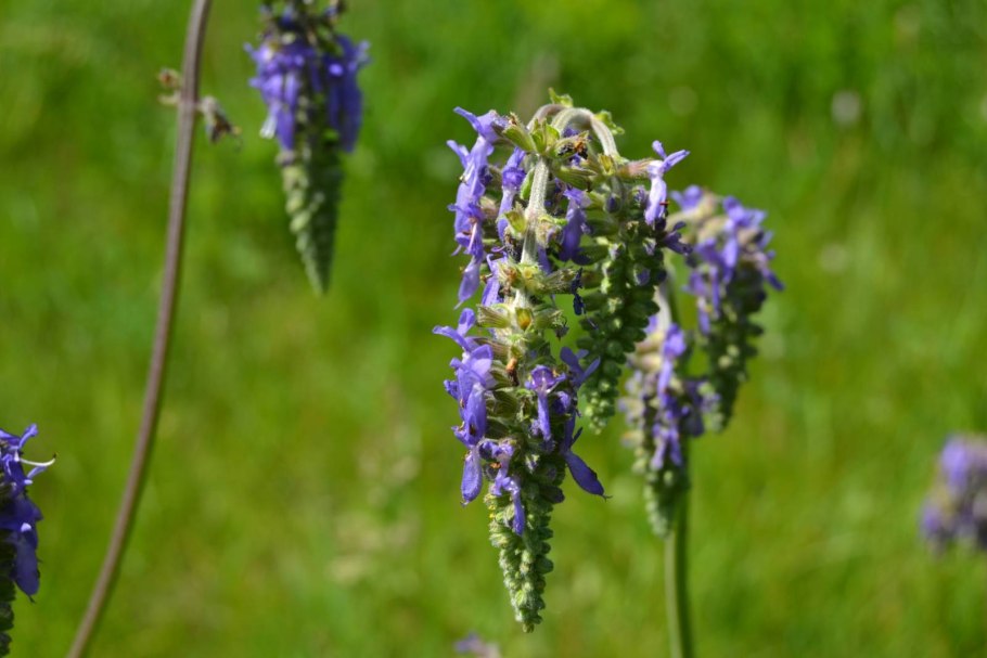 Шалфей Луговой