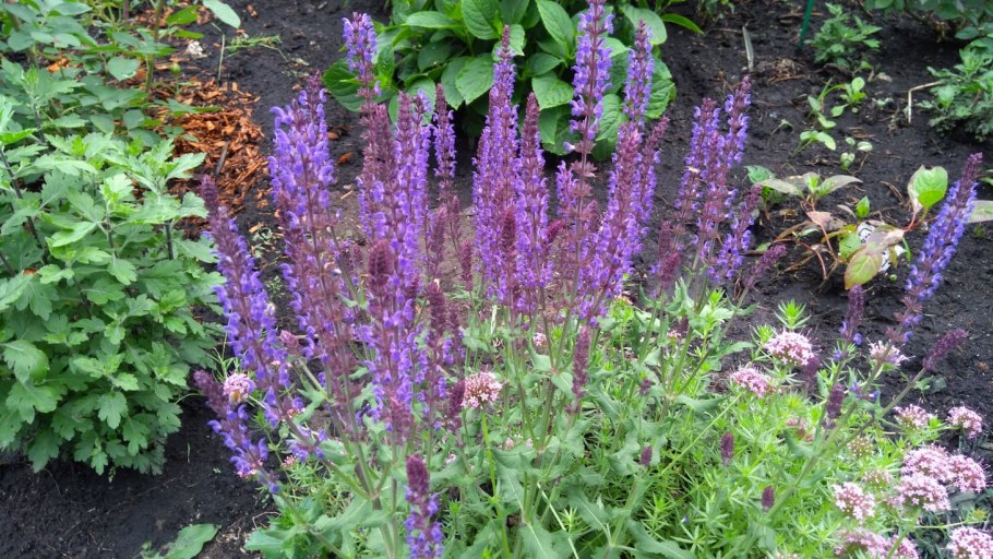 Шалфей лекарственный фото когда собирать и как сушить