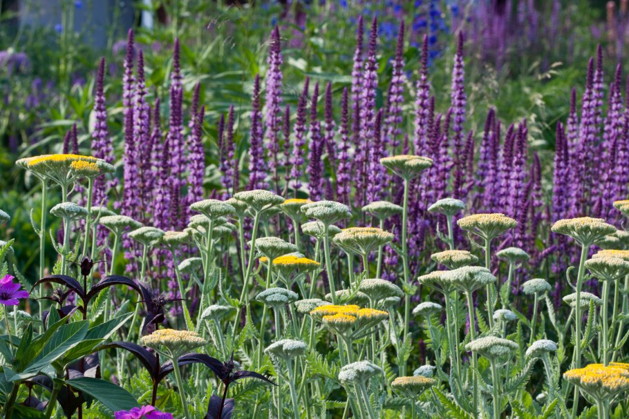 Шалфей Вариегата