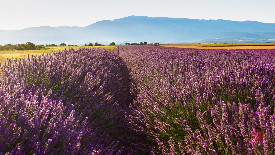 Шалфей Дубравный 'Mainacht'