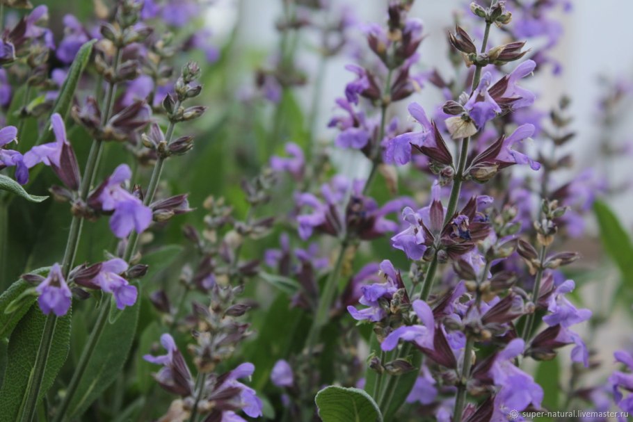 Перовская atriplicifolia