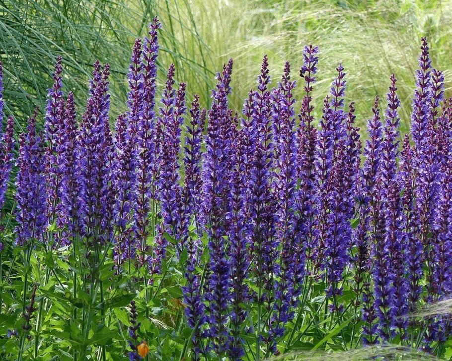 Purple Wood Sage трава