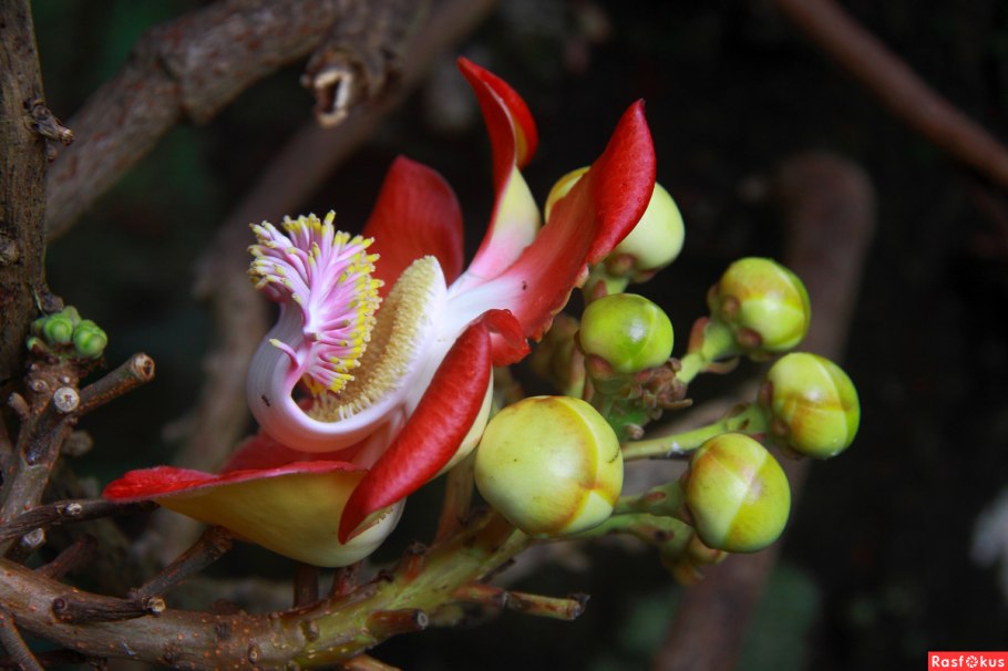 Баррингтония азиатская (Sea Poison Tree)