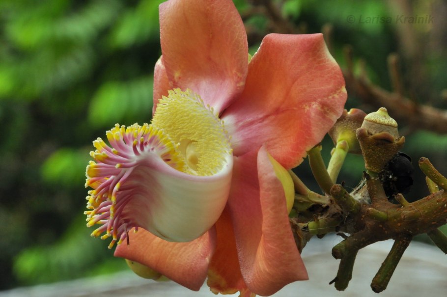 Napoleonaea Imperialis