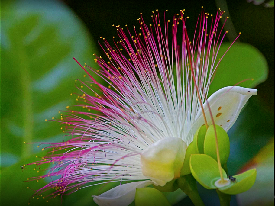 Couroupita guianensis цветок