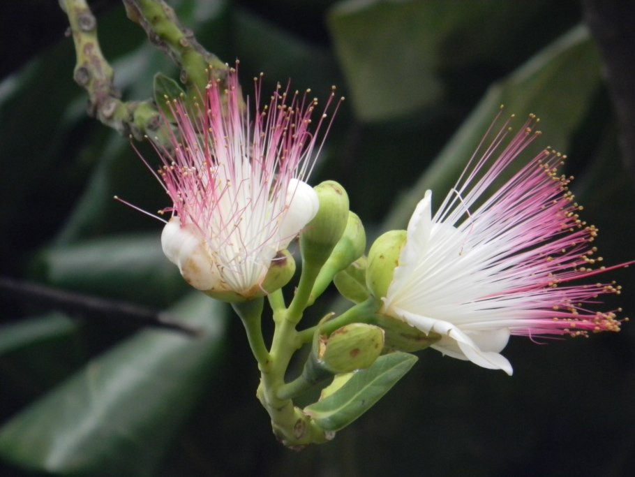Barringtonia acutangula