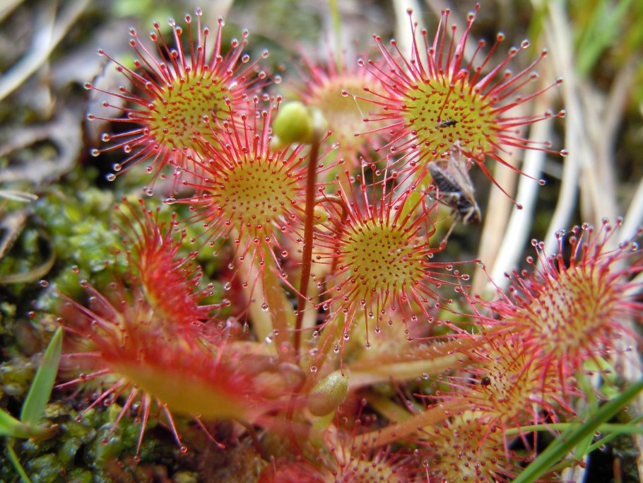 Dicorynia guianensis