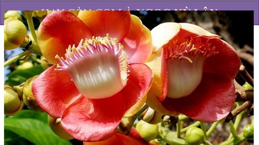 Couroupita guianensis цветок