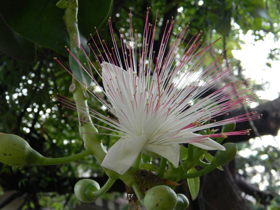 Napoleonaea Imperialis