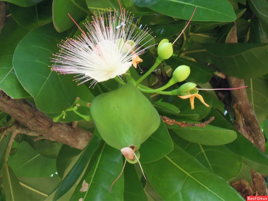 Barringtonia acutangula