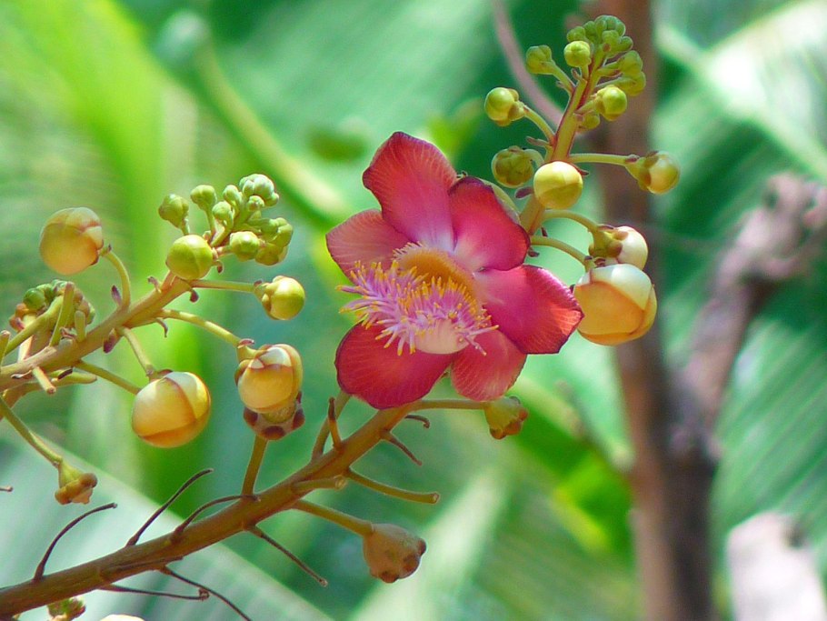 Баррингтония азиатская (Sea Poison Tree)