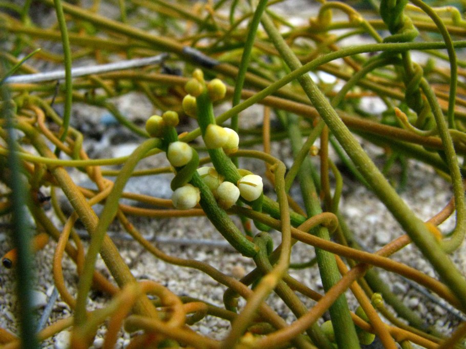 Guilandina bonduc