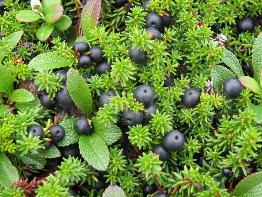 Empetrum nigrum водяника черная