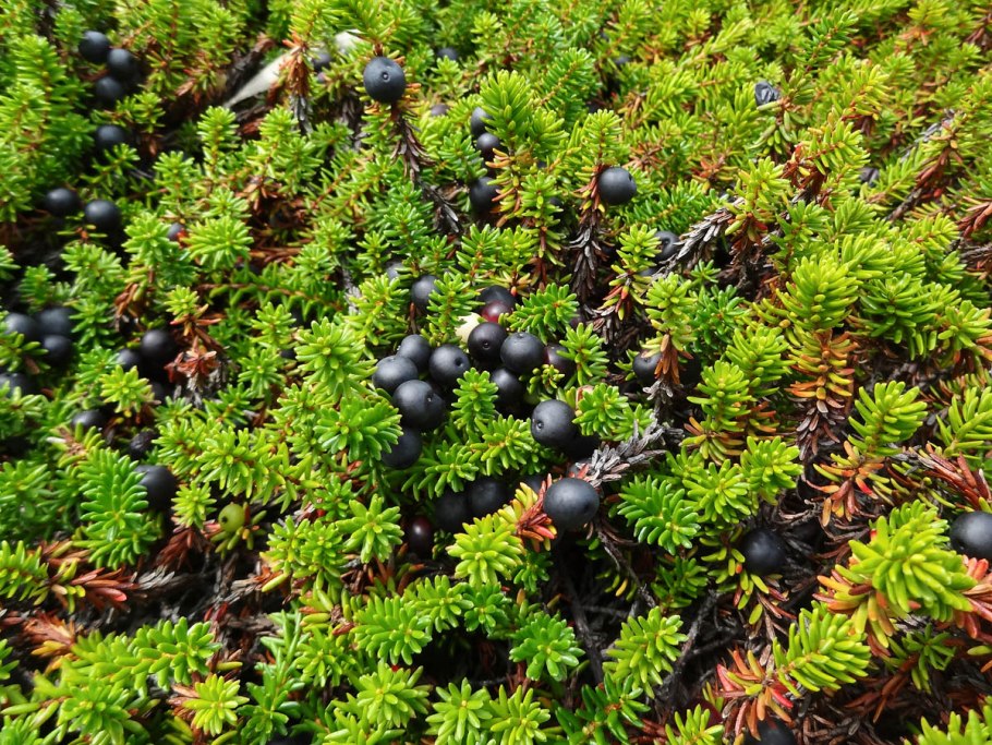 Вороника шикша