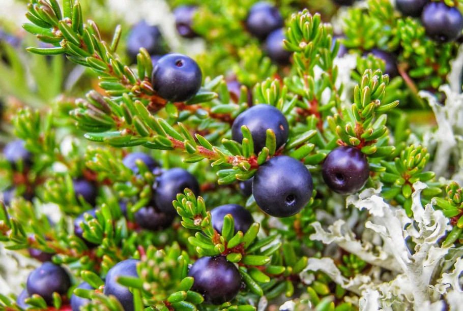 Вороника шикша