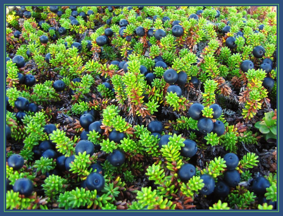 Эмпетрум водяника чёрная