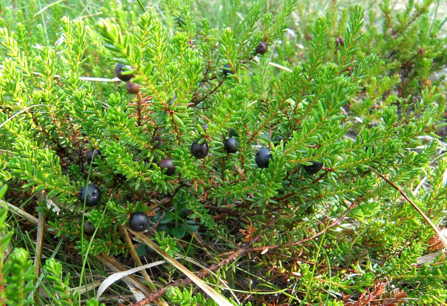 Растения тундры вороника