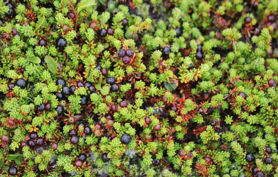 Шикша водяника сибирская