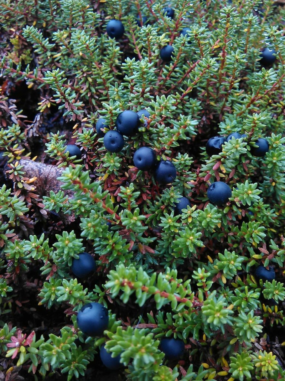 Вороника шикша