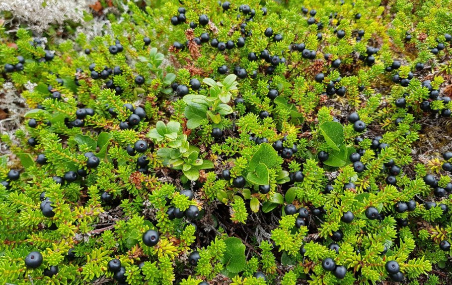 Вороника (водяника)