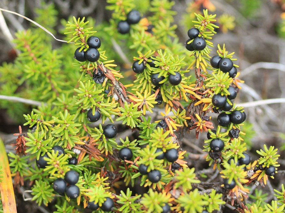 Вороника (водяника)