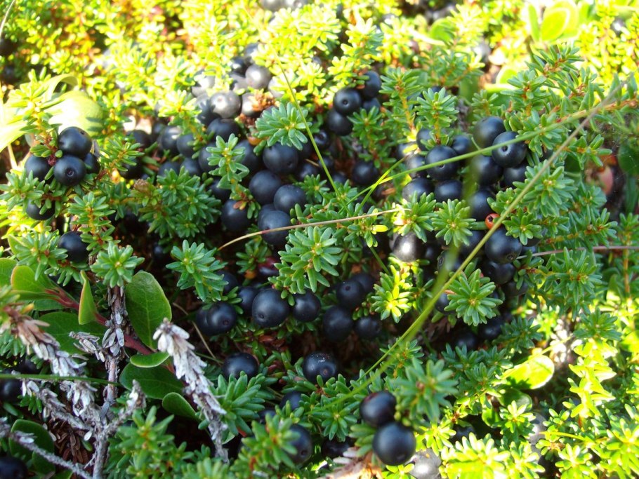 Шикша цветёт Камчатка