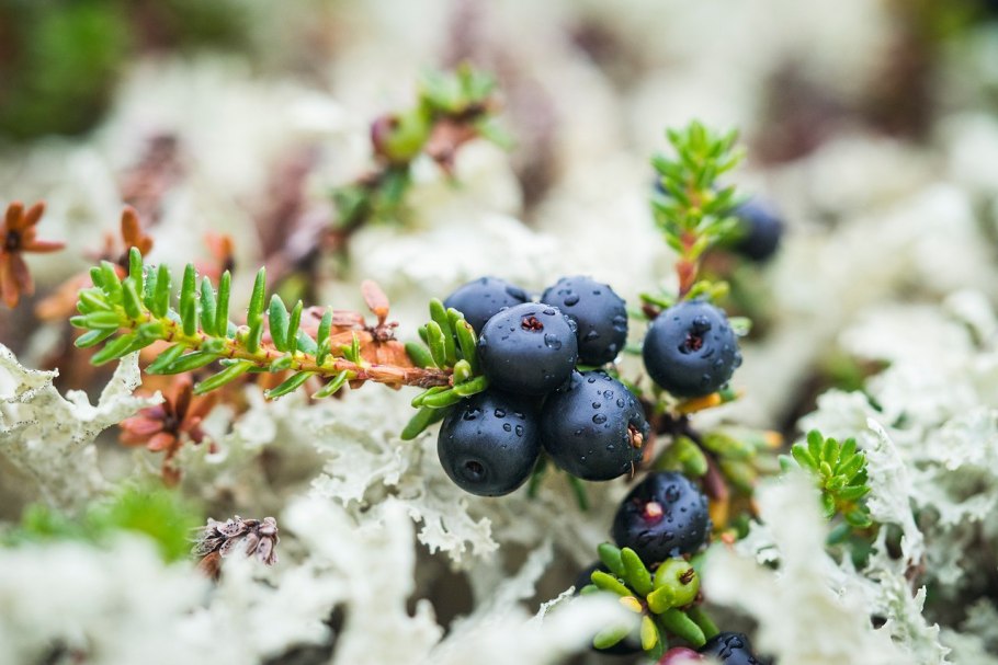 Шикша Ирланд