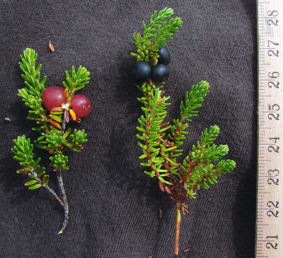 Шикша Алтайская