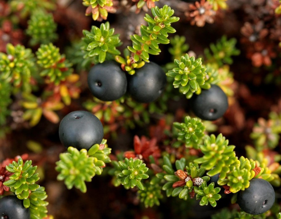 Вороника черная (шикша)