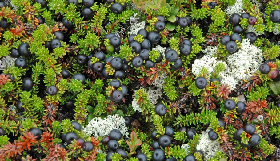 Водяника Сибирская