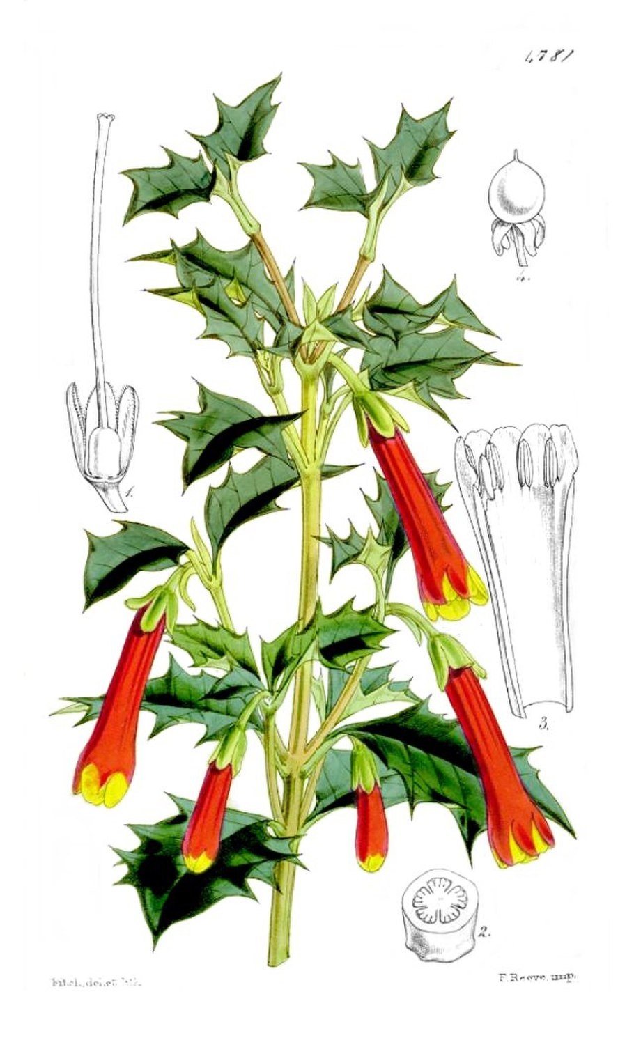 Linea splendens.
