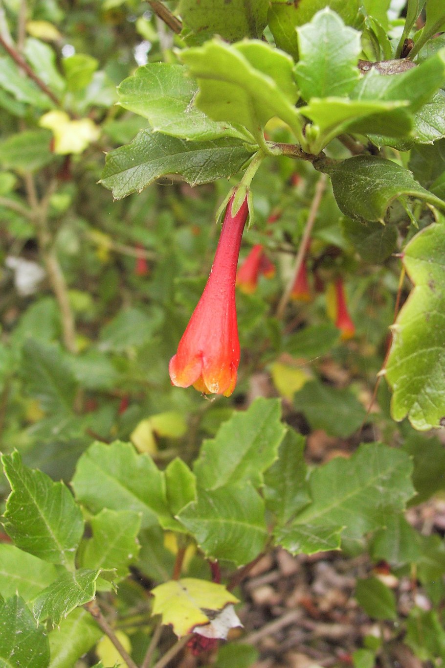 Desfontainia