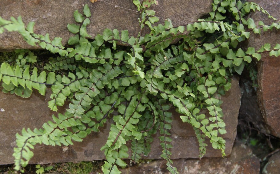 Fouquieria splendens