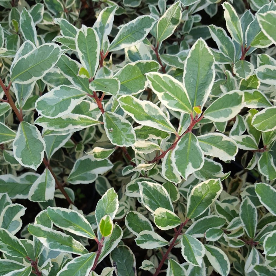 Fouquieria splendens