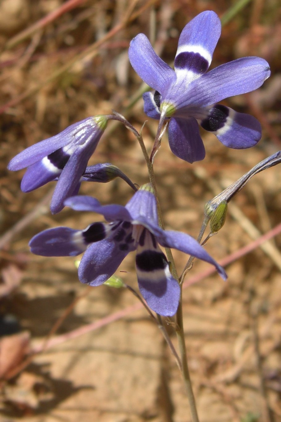 Fouquieria purpusii