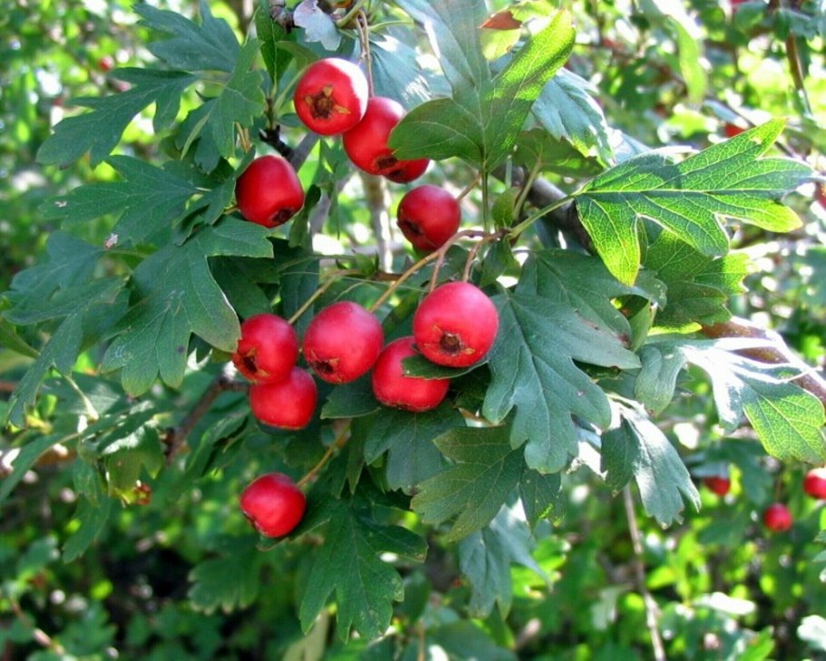 Боярышник Желтоплодный