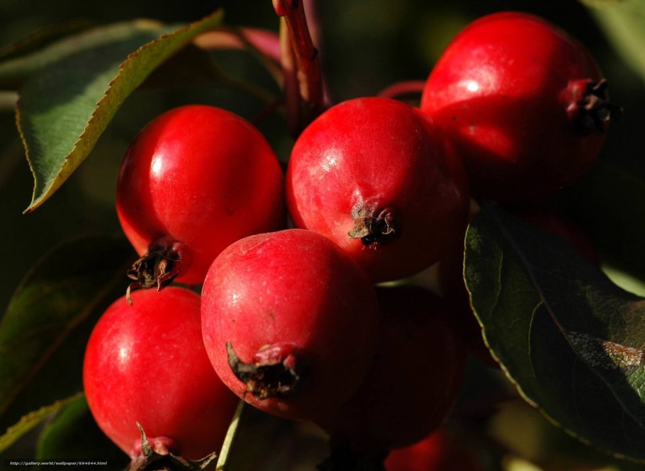 Боярышник мягковатый