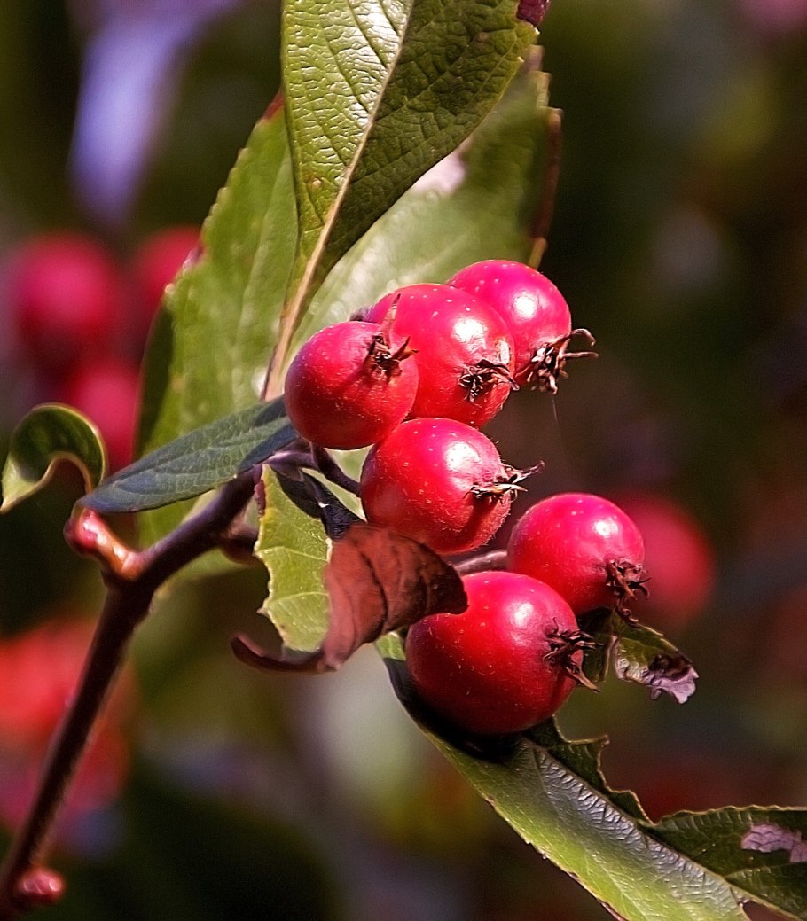 Боярышник (Crataegus)