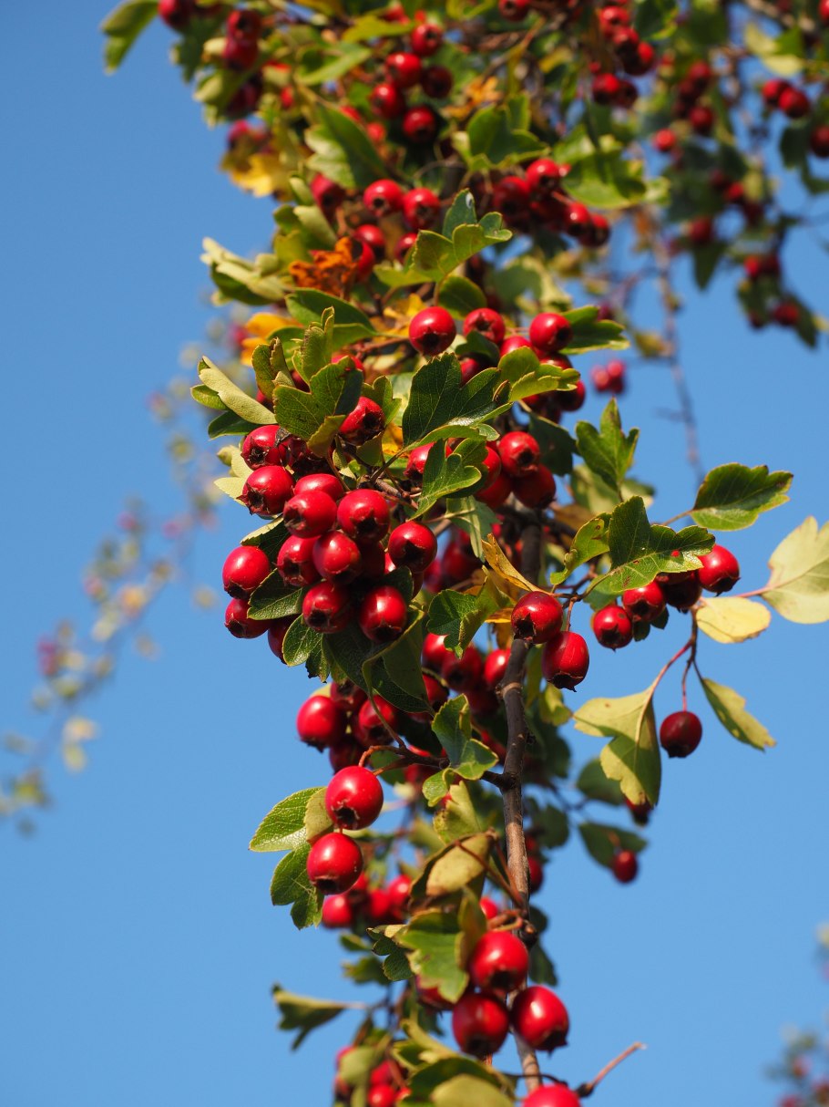 Crataegus punctata