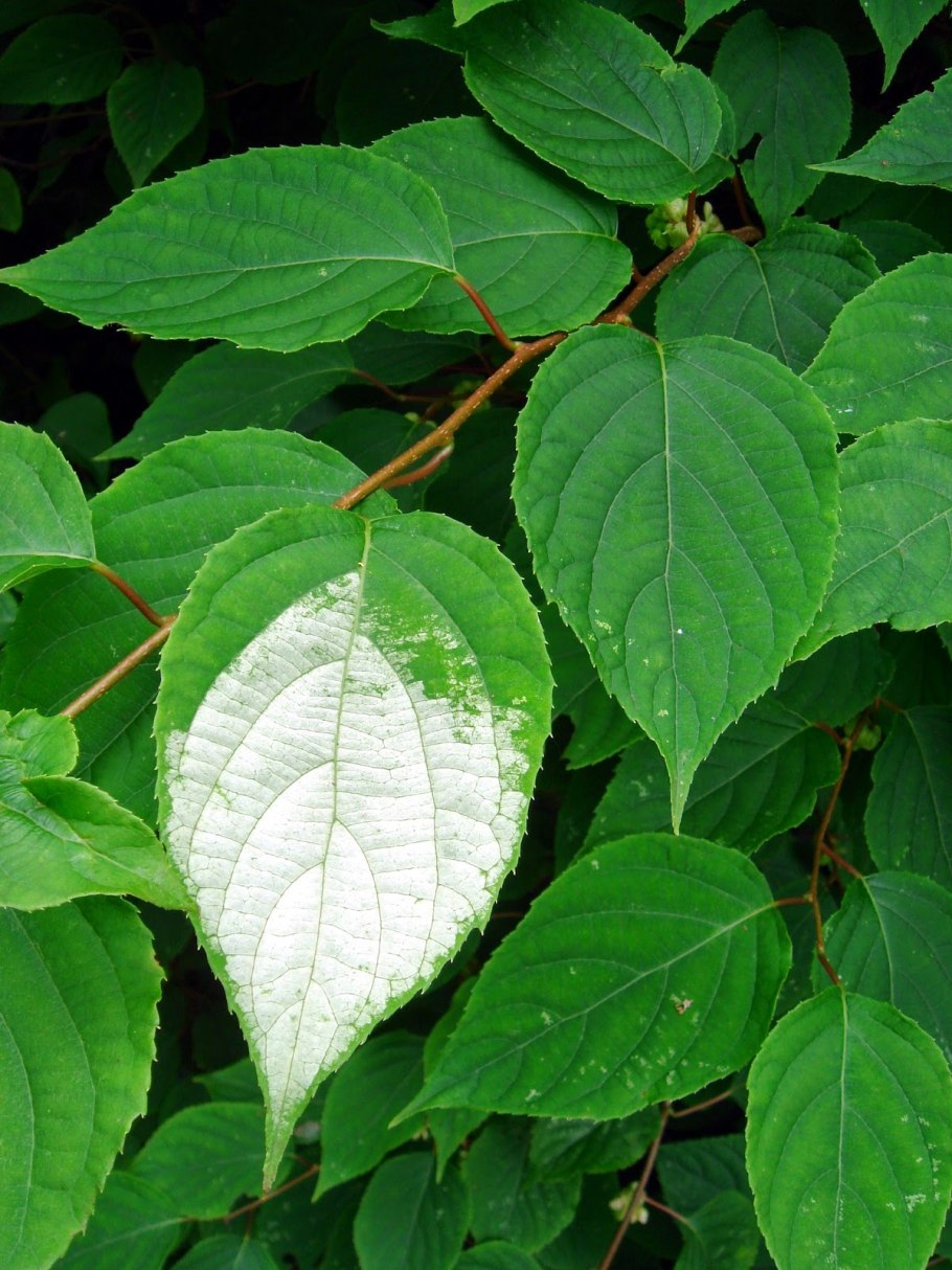 Актинидия полигама Лесная