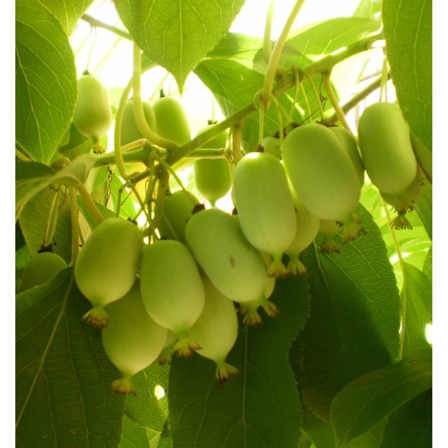 Актинидия коломикта вафельная