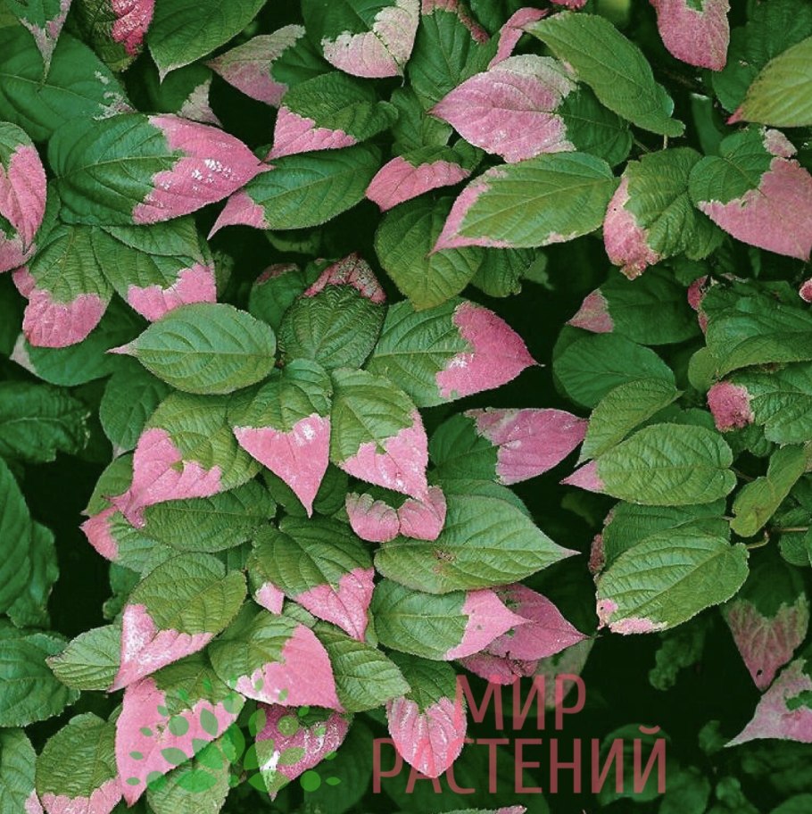 Актинидия коломикта Лиана