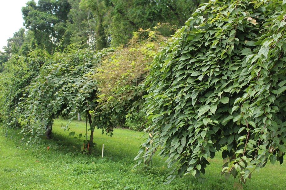 Актинидия куст