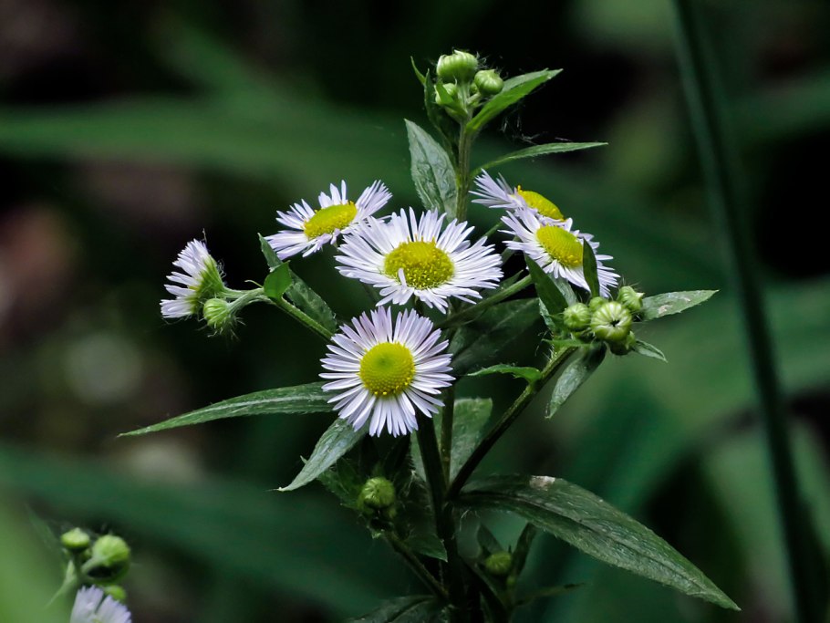 Мелколепестник однолетний Erigeron annuus