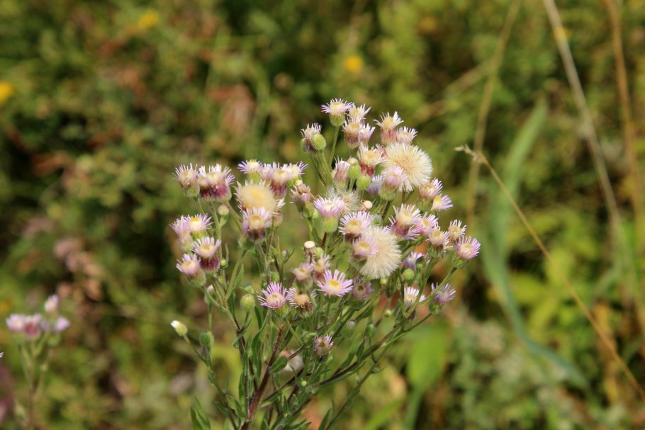 Мелколепестник Тонколучник