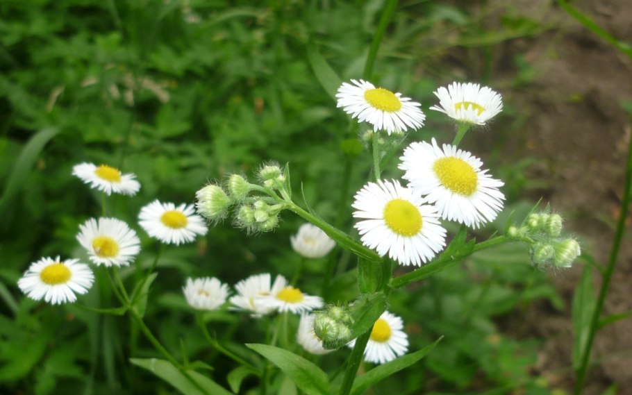 Мелколепестник Тонколучник