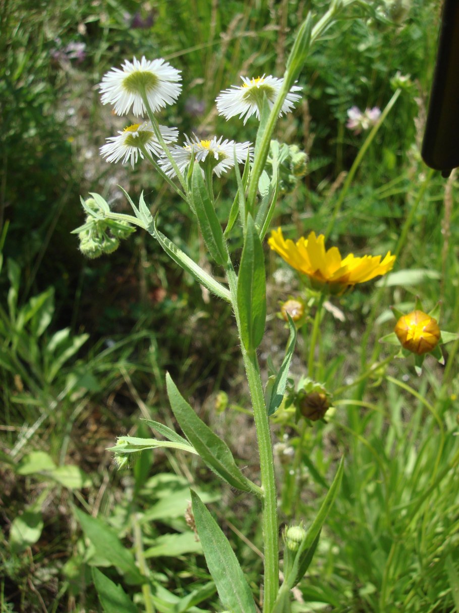 Мелколепестник однолетний (эригерон)