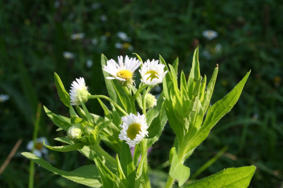 Мелколепестник одноцветковый