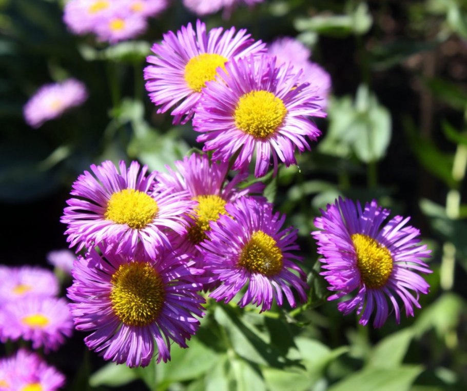 Мелколепестник многолетний канадский