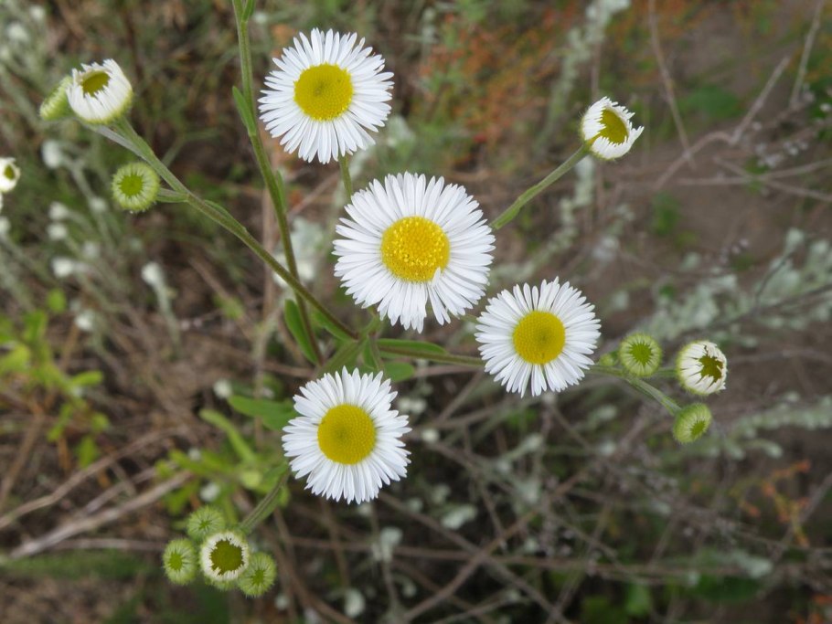 Мелколепестник щетинистый